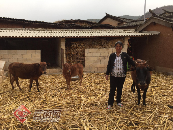祥云县有多少人口_祥云县李军照片