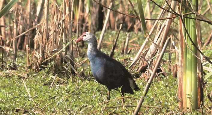 紫水鸡在洱海东岸湿地觅食