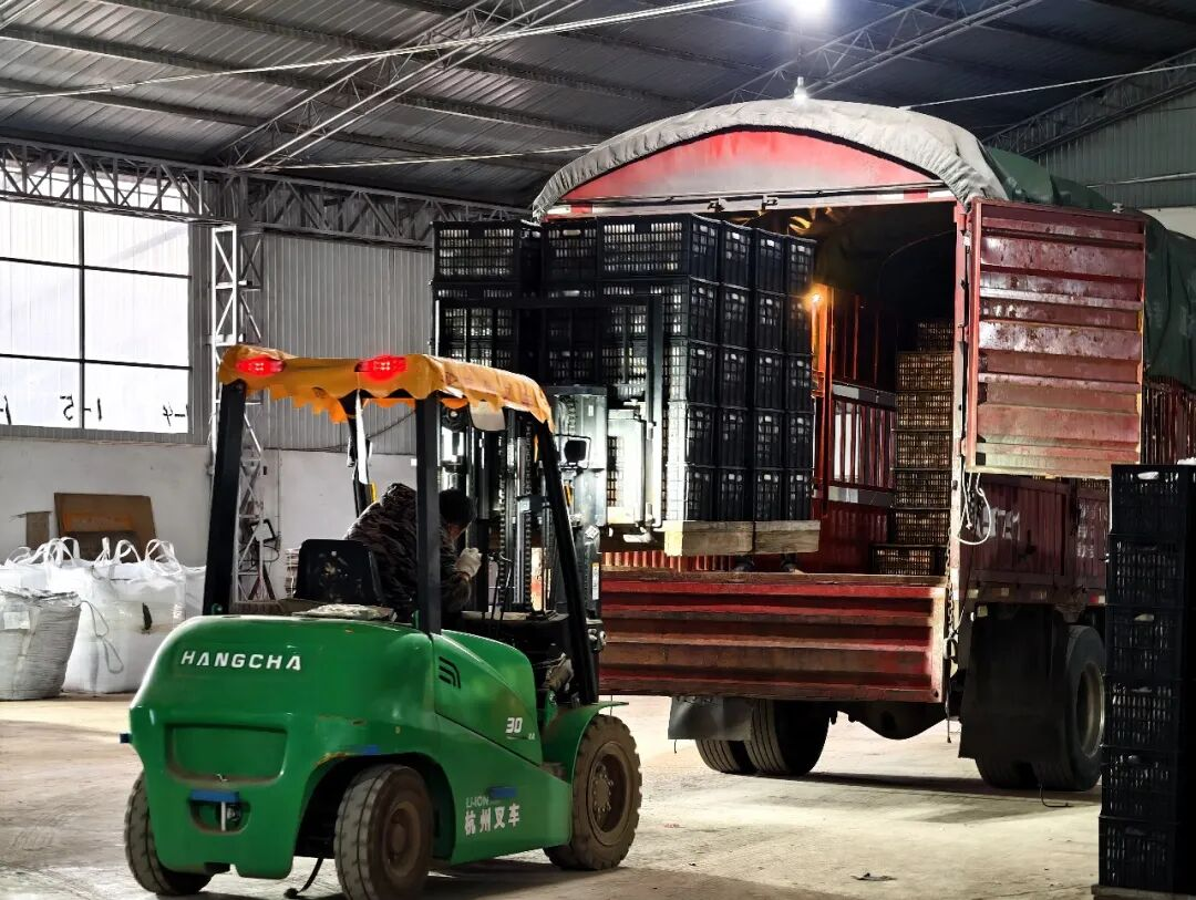 麦地湾梨正在装车