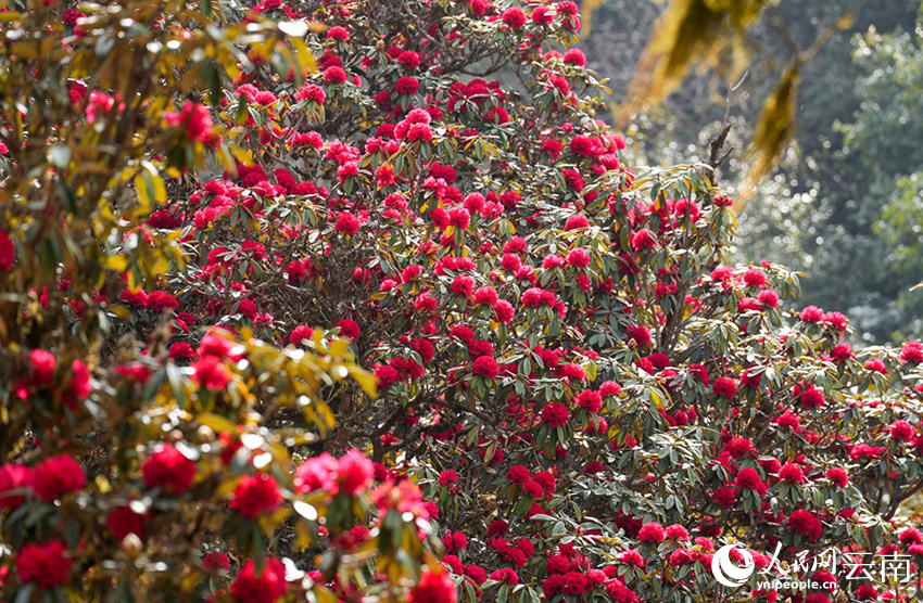 石竹村的杜鹃花进入盛花期。（人民网记者虎遵会 摄）