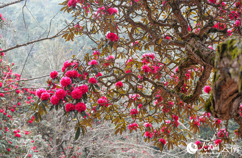 石竹村的杜鹃花进入盛花期。（人民网记者虎遵会 摄）