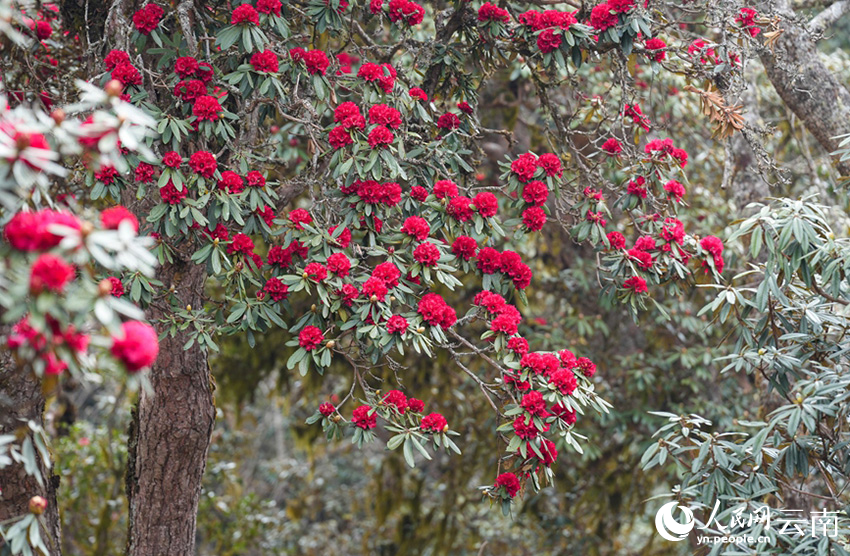 石竹村的杜鹃花进入盛花期。（人民网记者虎遵会 摄）