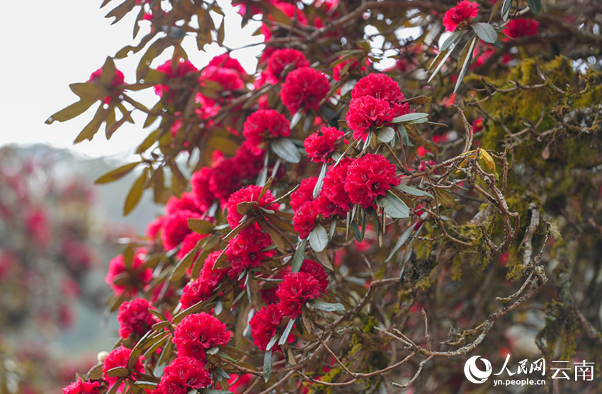 石竹村的杜鹃花进入盛花期。（人民网记者虎遵会 摄）