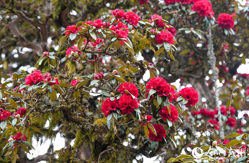 石竹村的杜鹃花进入盛花期。（人民网记者虎遵会 摄）