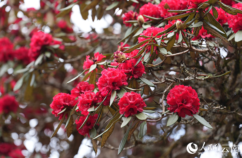 石竹村的杜鹃花进入盛花期。（人民网记者虎遵会 摄）
