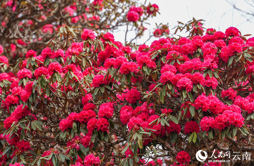 石竹村的杜鹃花进入盛花期。（人民网记者虎遵会 摄）