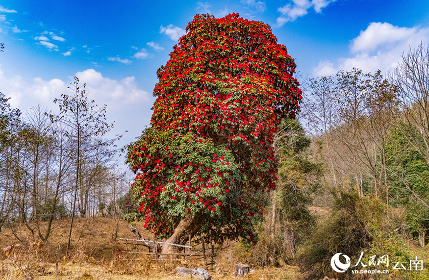 石竹村的杜鹃花进入盛花期。（人民网记者虎遵会 摄）