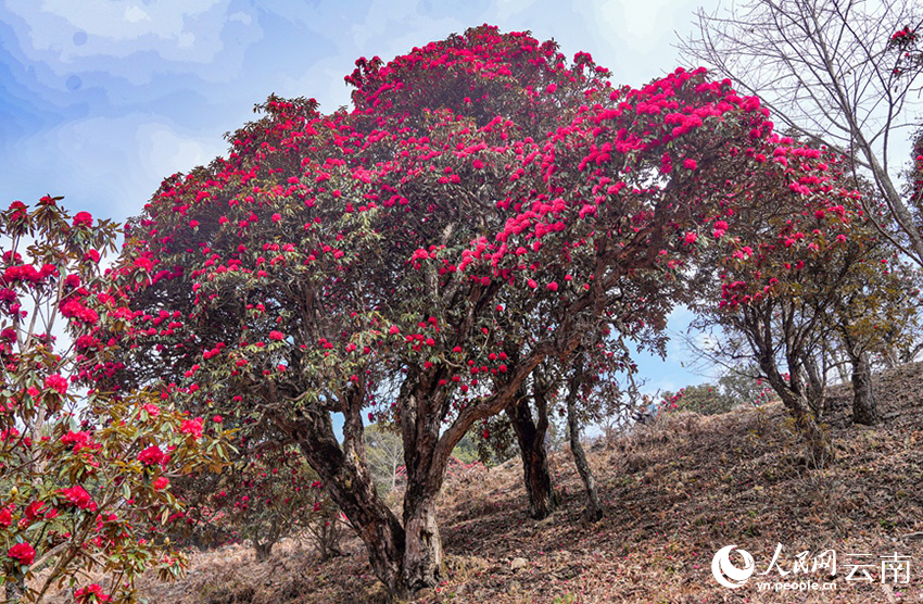 石竹村的杜鹃花进入盛花期。（人民网记者虎遵会 摄）