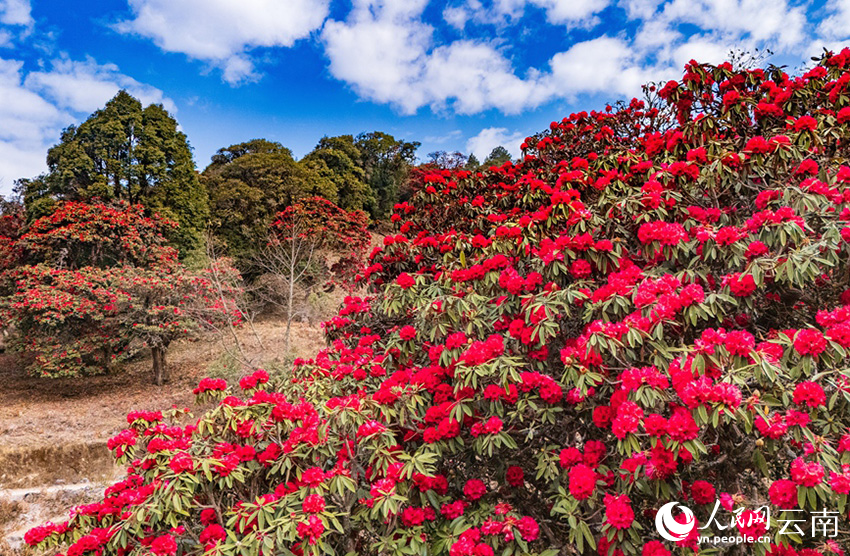 石竹村的杜鹃花进入盛花期。（人民网记者虎遵会 摄）