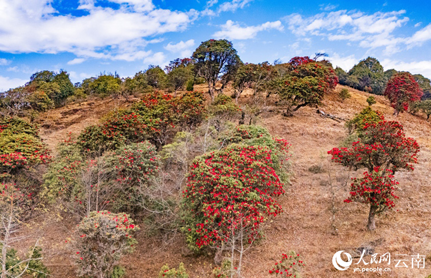 石竹村的杜鹃花进入盛花期。（人民网记者虎遵会 摄）