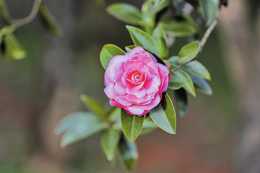 记者 胡妤雅 摄