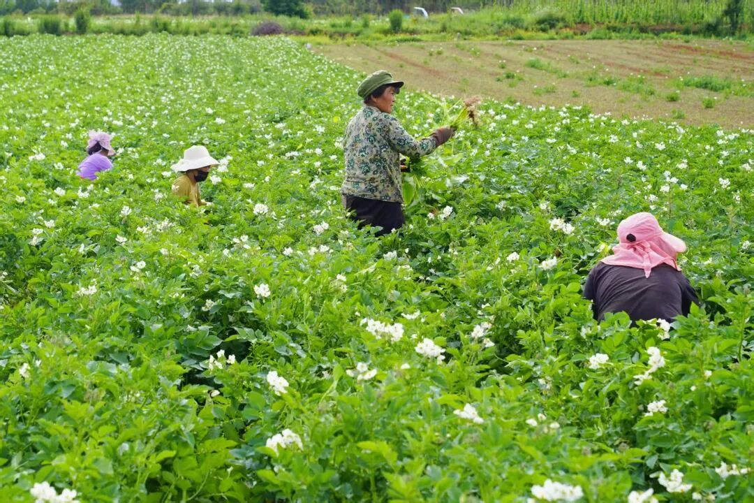 大松坪村引进企业建设种植基地