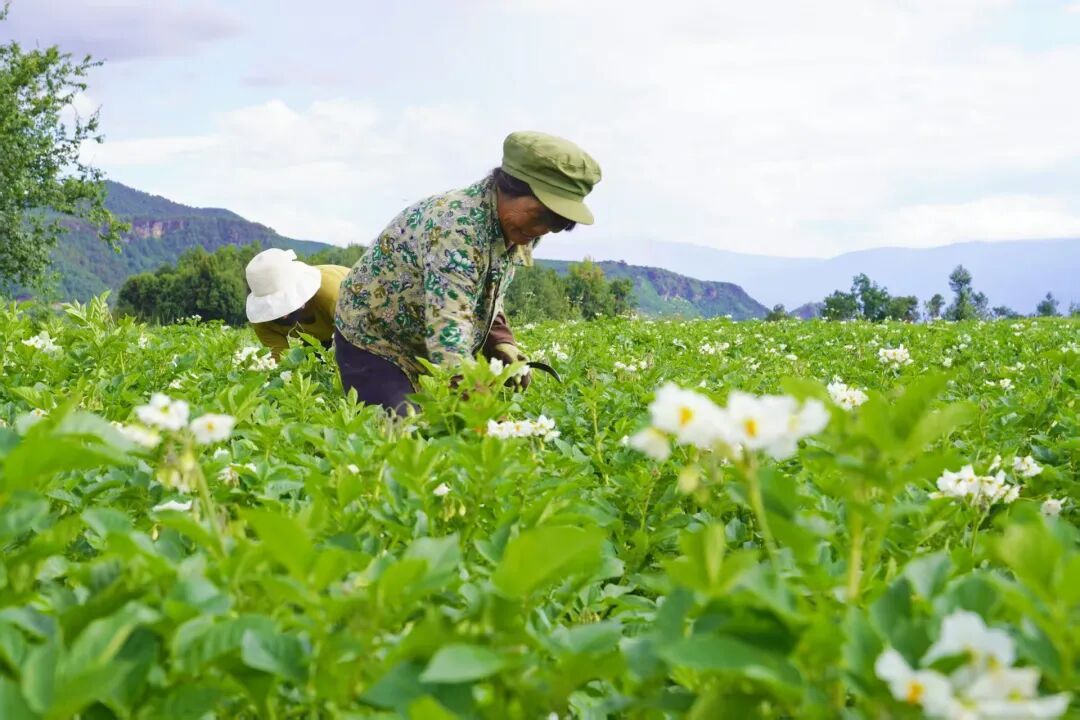 村民在基地里务工