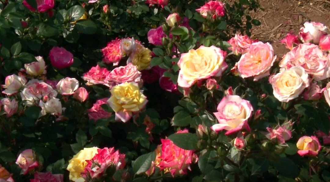 玫瑰鲜花批发市场