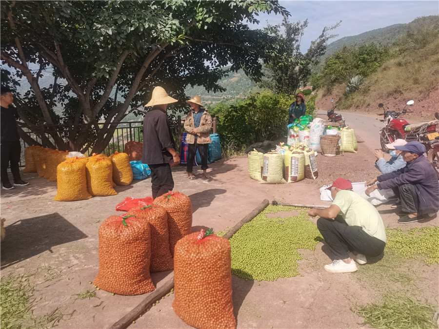 漾濞县鸡街乡滇橄榄迎来丰收季,群众正在打包过秤售卖滇橄榄(摄于11月