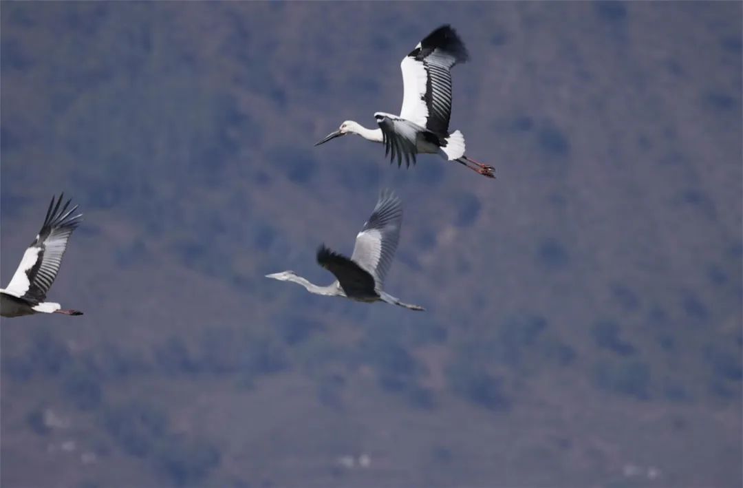 东方黑鹳图片