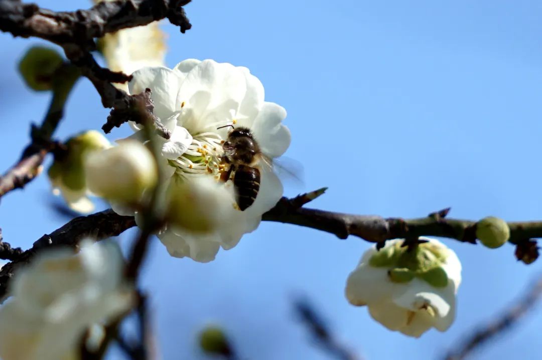 大理的春天,已从花瓣上启程_头图_大理频道_云南网