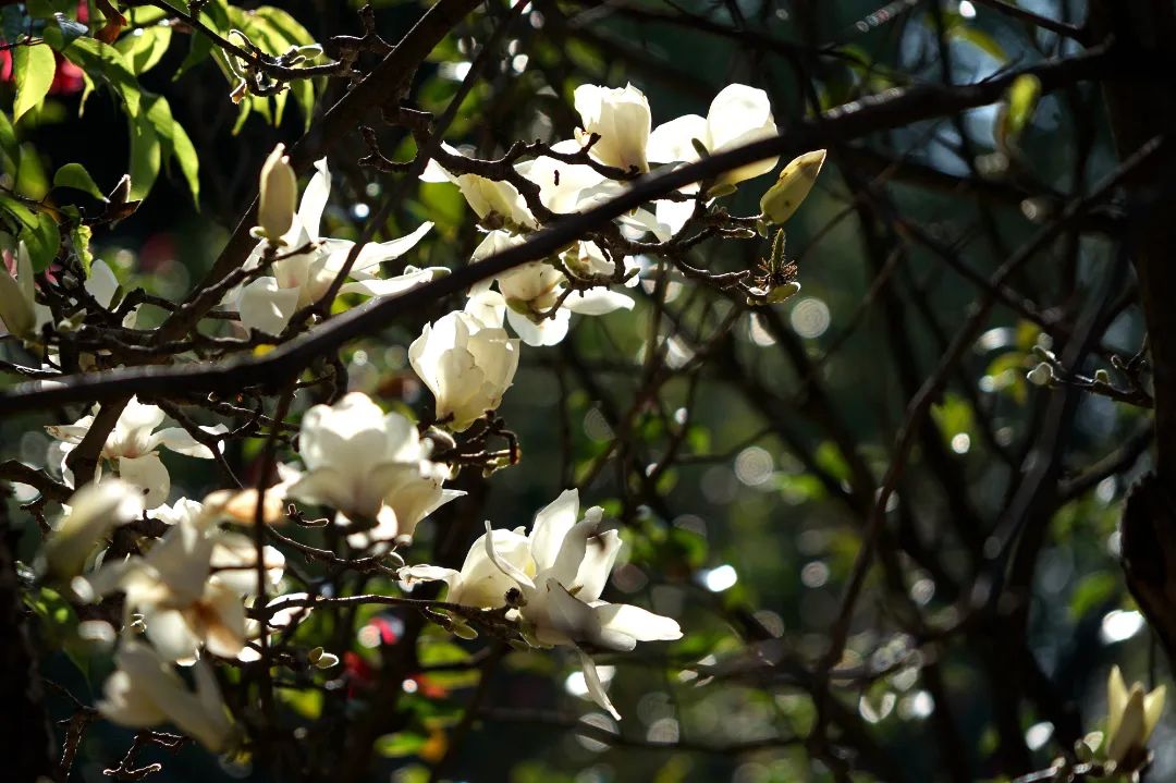 大理的春天,已从花瓣上启程_头图_大理频道_云南网