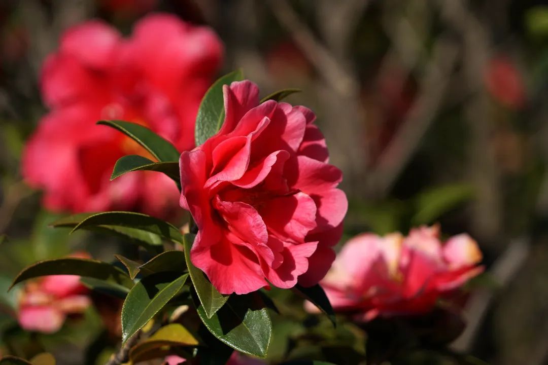 大理的春天,已从花瓣上启程_头图_大理频道_云南网