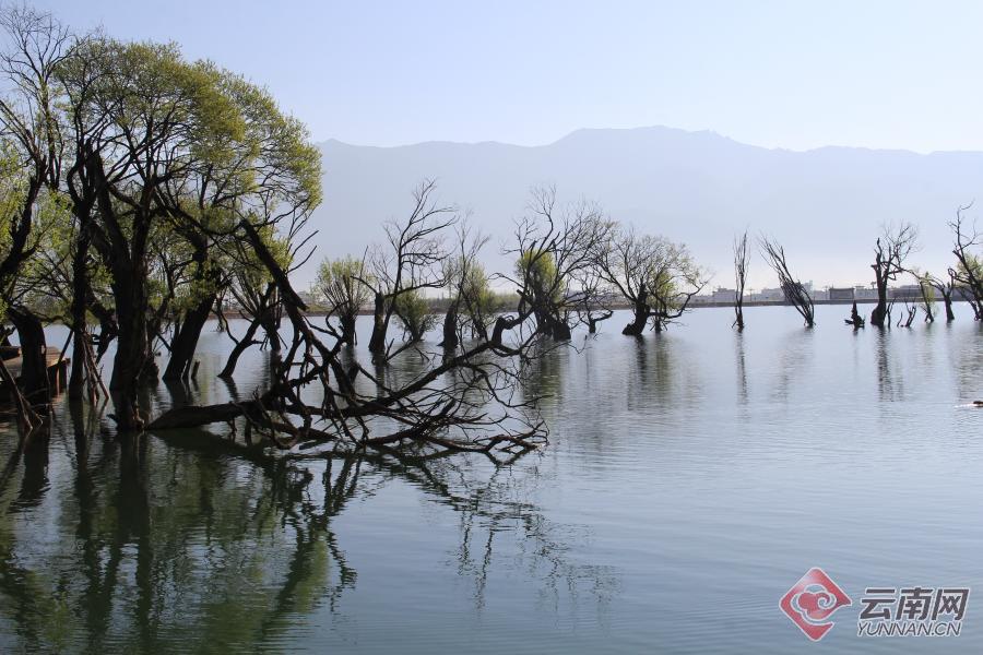 鹤庆黄龙潭风景区图片图片