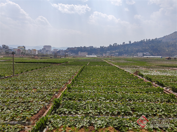 云南南涧:春耕画卷徐徐铺展_县区动态_大理频道_云南网