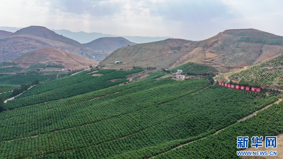 "果城"宾川柑橘飘香 绿了荒山富了民_要闻_大理频道_云南网