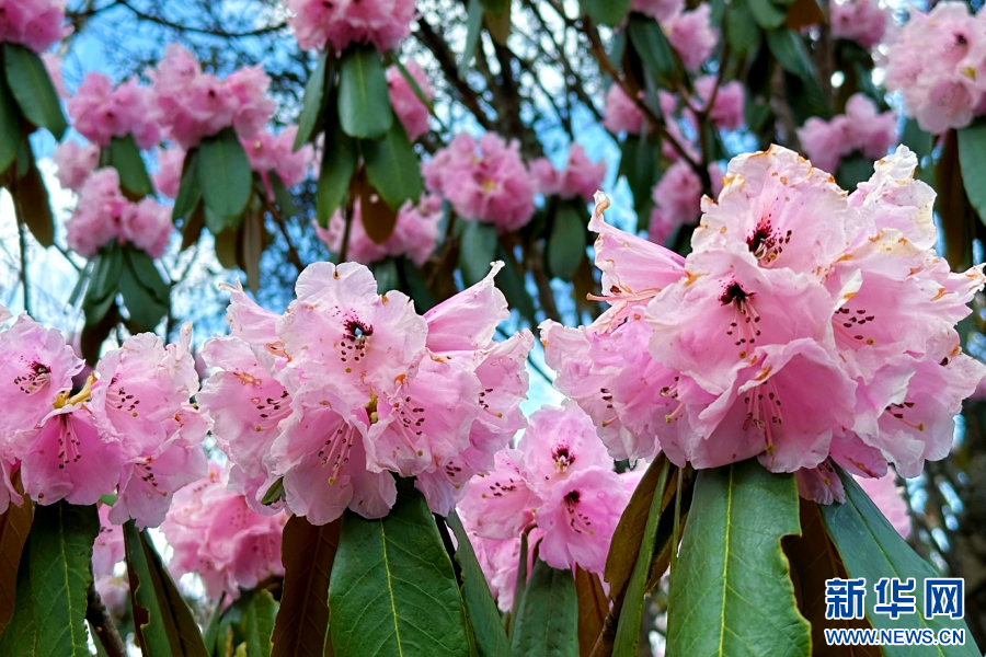 云南剑川高山杜鹃次第盛开