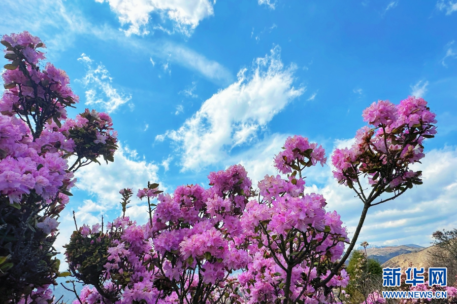 云南剑川高山杜鹃次第盛开