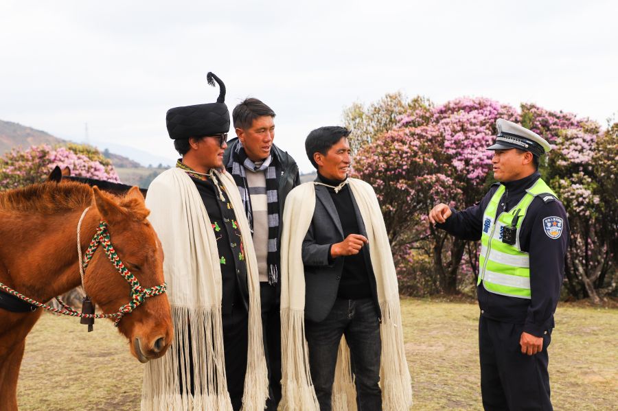 大理剑川:杜鹃花海中的"藏蓝卫士"