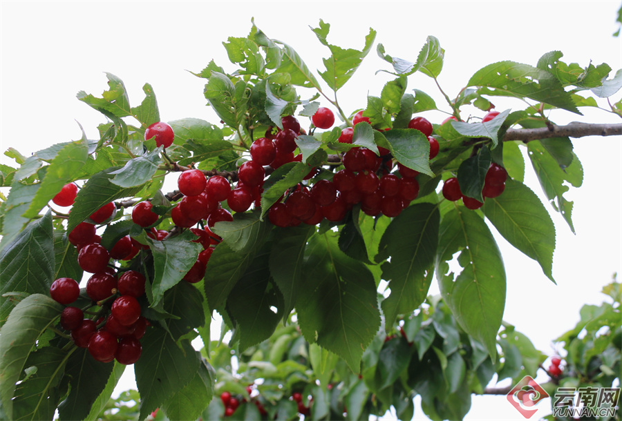 云南巍山南诏镇:晚熟樱桃采摘忙 拓宽农民增收路