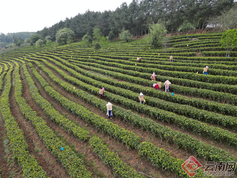 追风逐花 爱在大理 | 高山茶乡 三代守候