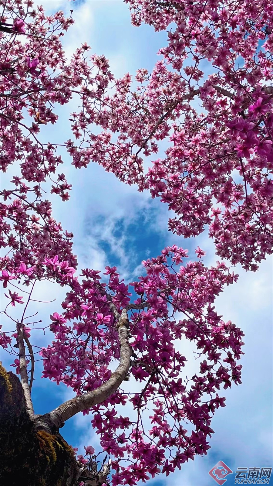 追风逐花 爱在大理 | 滇藏木兰:茶马古道上的"上关花"