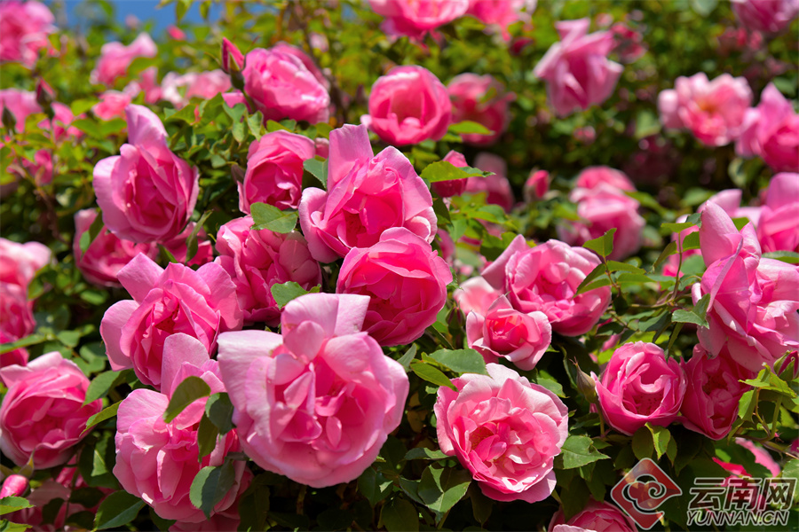 追风逐花 爱在大理 | 初夏,在剑川邂逅一树一树的蔷薇花_云南网