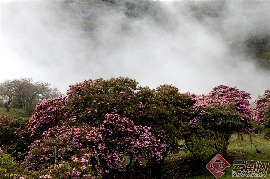 追风逐花 爱在大理 | 鹤庆花事:马耳山上,杜鹃花开成海