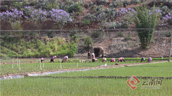 弥渡:插秧进行时 田野展新貌_要闻_大理频道_云南网