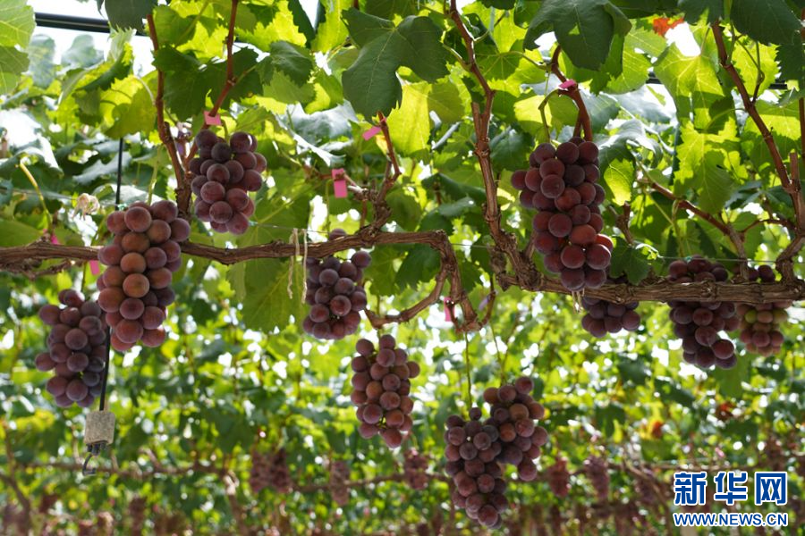 云南宾川:葡萄新鲜上市 农户喜迎丰收
