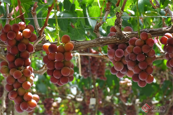 "甜蜜生活在宾川"!这么多种葡萄,够不够实现水果自由