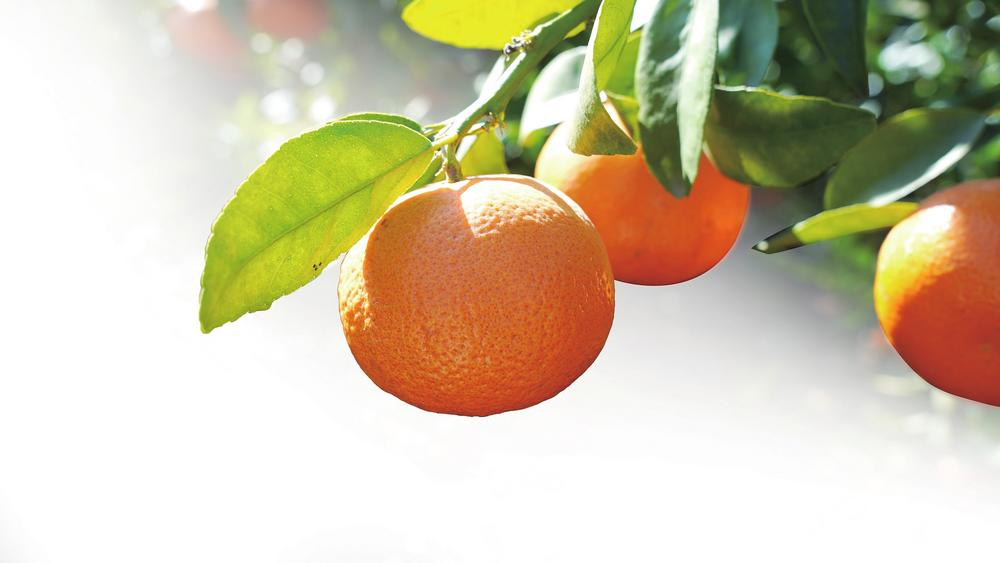 宾川柑橘。王静红 摄