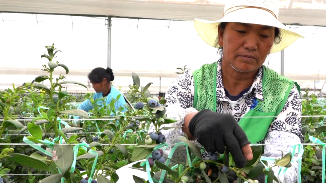 蓝宝石葡萄容易种植吗