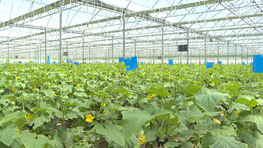 弥渡自然之星农业科技有限公司有机蔬菜种植基地。（罗兴武 摄）